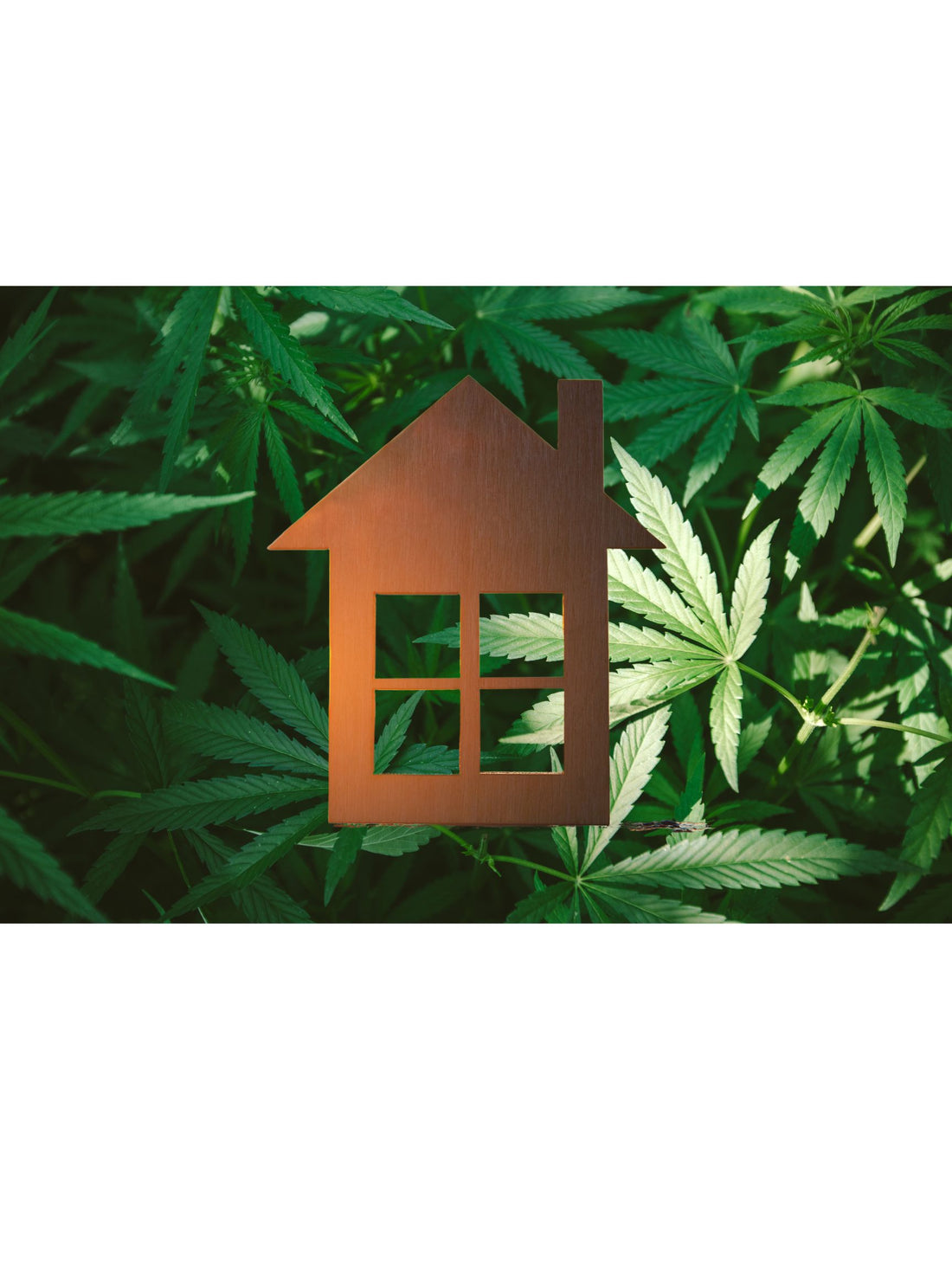 Hempcrete: A Sustainable Revolution in Home Building