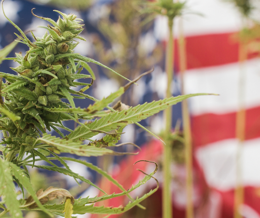 The Complex Journey of CBD Legalization in America