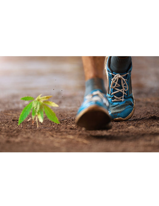 Harnessing the Power of CBD for Enhanced Fitness Recovery