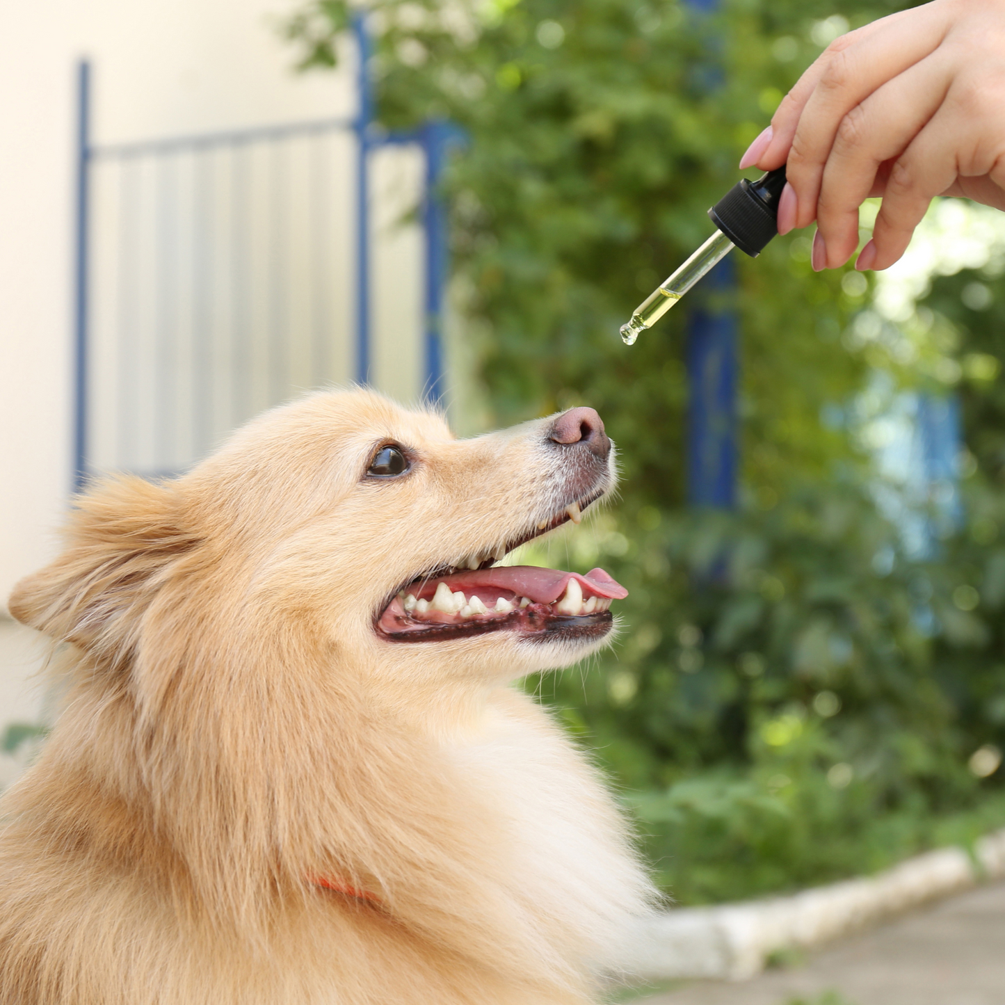 Ventura. Pet Tincture