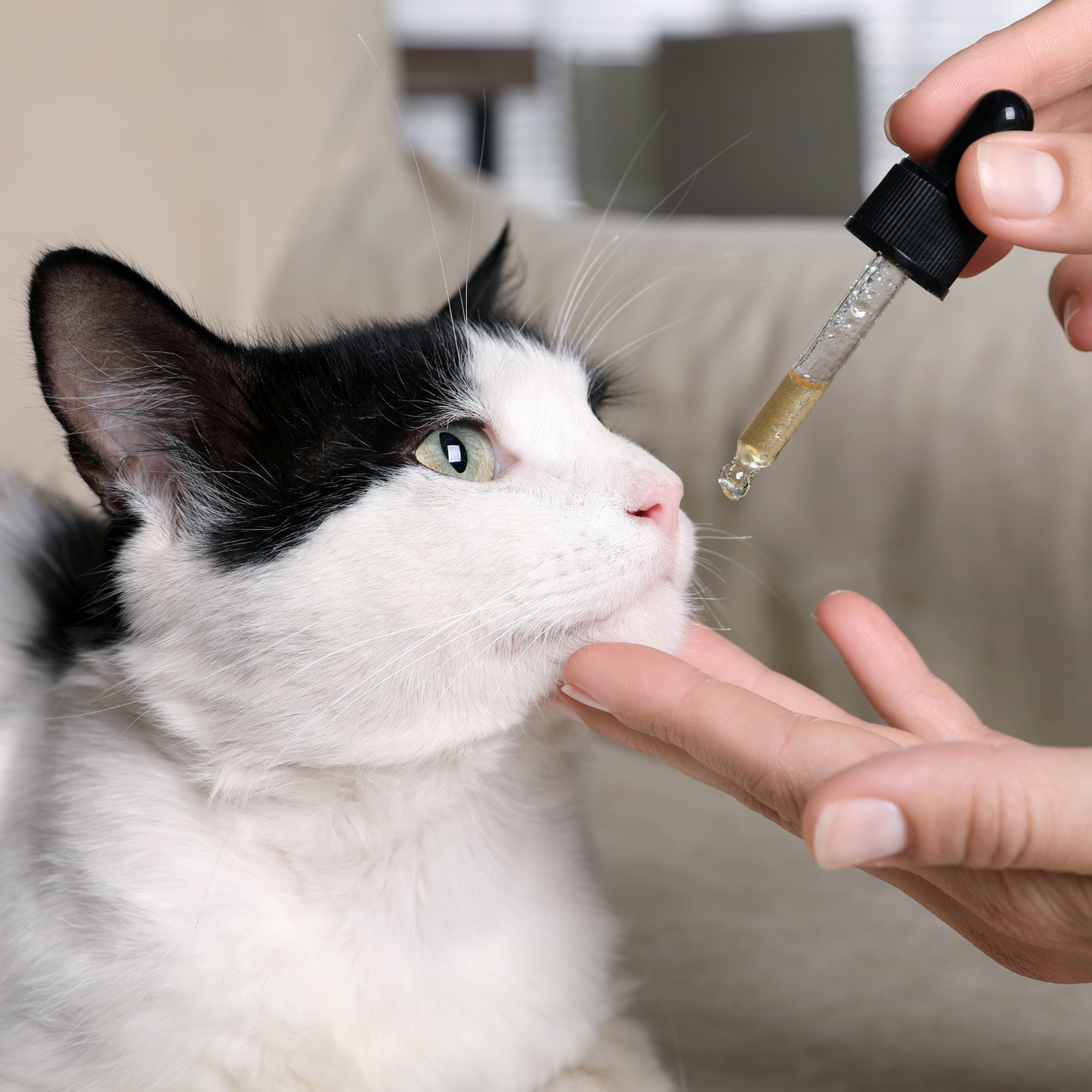 Ventura. Pet Tincture
