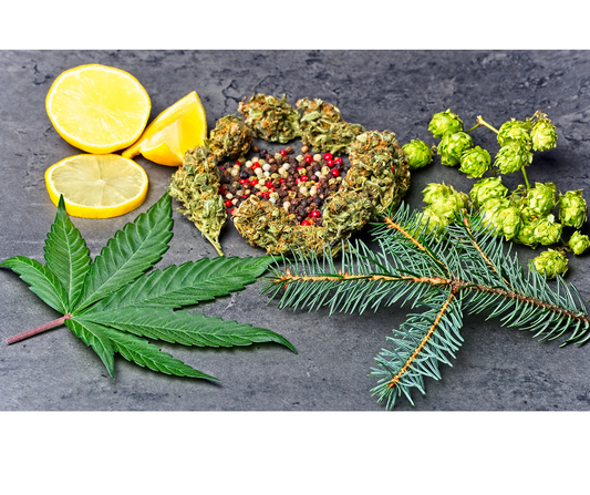 Unveiling the Aromatherapy of CBD: How Terpenes Make Your CBD Products Sizzle!