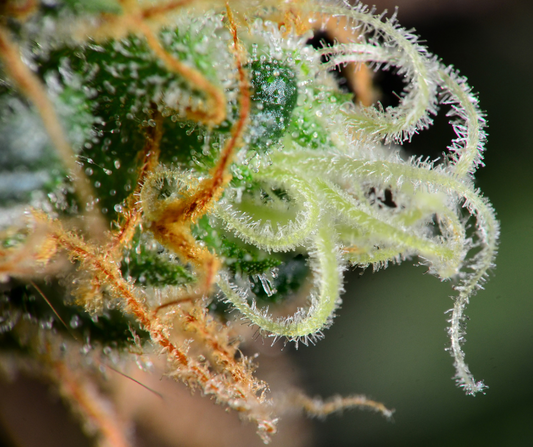 Tripping on Trichomes: The Magical World of CBD's Tiny Heroes