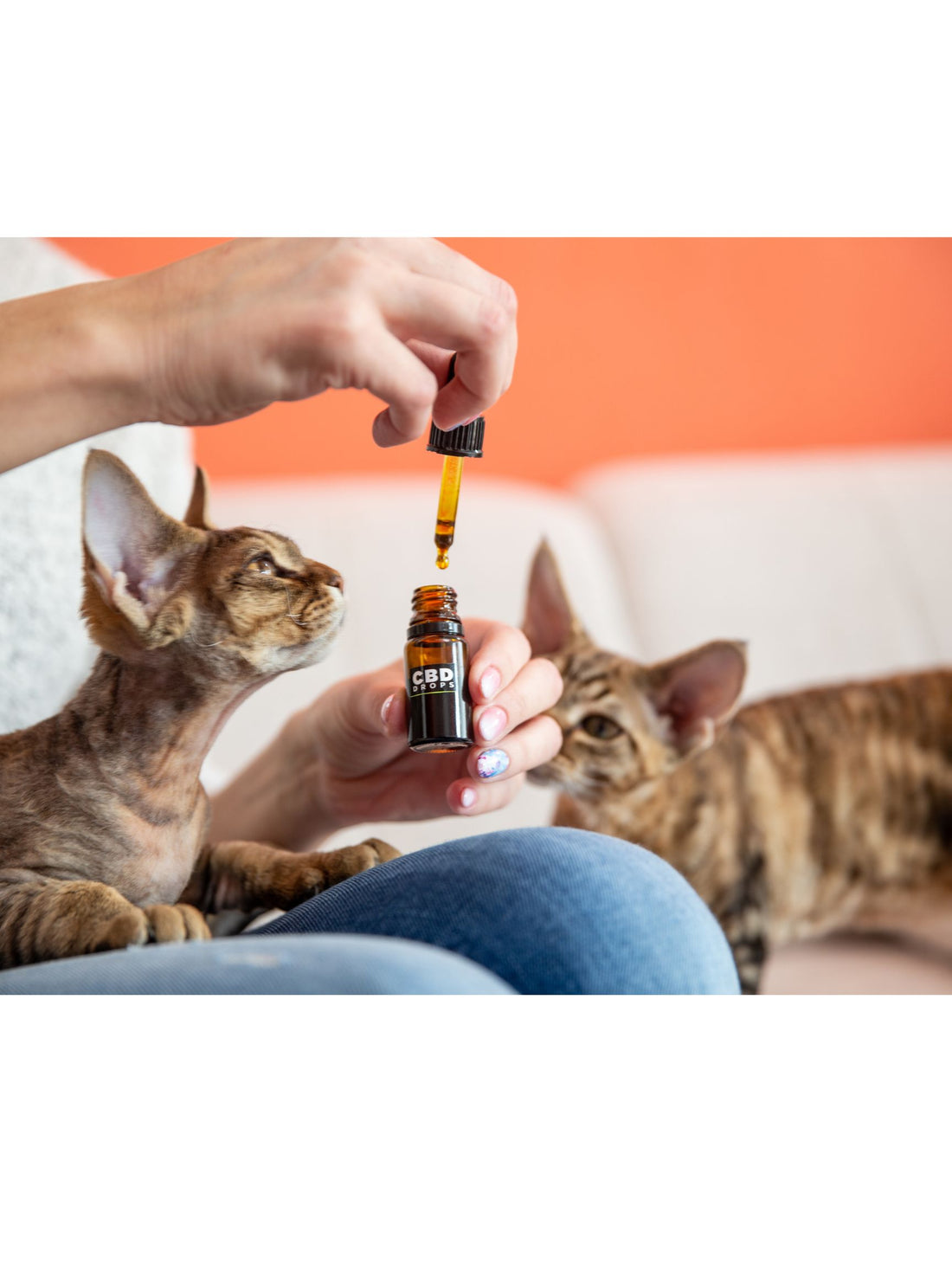 The Pawsitive Power of Full Spectrum CBD on Animals: Unveiling the Beneficial Studies
